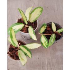 hoya acuta variegata S pot