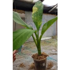 dieffenbachia sp Yellow variegated N1 по 3500p