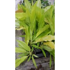 Philodendron 'Golden Crocodile