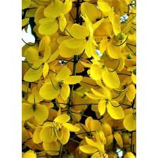 Кассия трубчатая (Cassia fistula) 5 шт