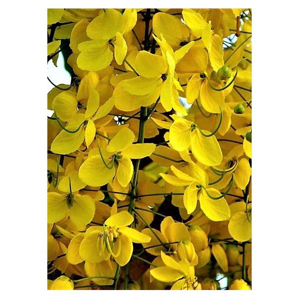 Кассия трубчатая (Cassia fistula) 5 шт