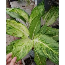 Aglaonema NEW1 Snow white