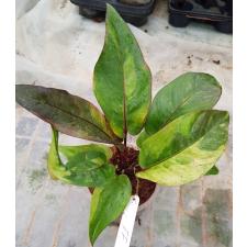 Anthurium variegated sp 11