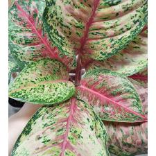 Аглаонема 10 Карат. / Aglaonema 10 Karat A-1