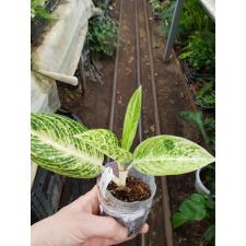 Aglaonema Legacy (white form).56 pot