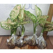 Аглаонема Уньямани Кремовая / Aglaonema Unyamanee Cream