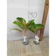 Aglaonema anklet green / Gamlai Yok A-88