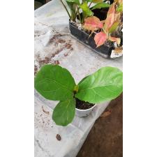 Ficus Lyrata12 cm pot