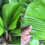 Licuala grandis (Palm).