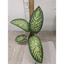 dieffenbachia sp lemon tropic  S