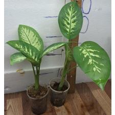 Диффенбахия сегуине. / Dieffenbachia seguine