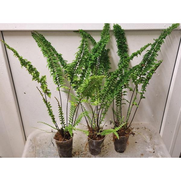 Nephrolepis exaltata cv. Wagneri (S)