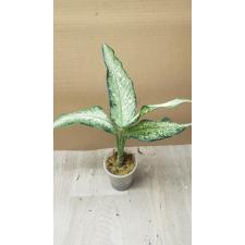 Dieffenbachia Udomsub (white form). стакан