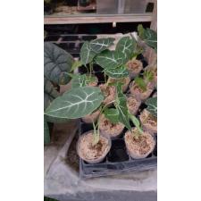 Alocasia watsoniana x sib1.7"B37ps. October