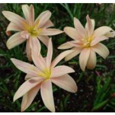 Zephyranthes Appricot King