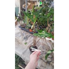 Alocasia sarian 14 cm pot