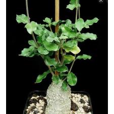 Фокея Эдулис (Каудексное растение) / Fockea edulis (caudex plant)