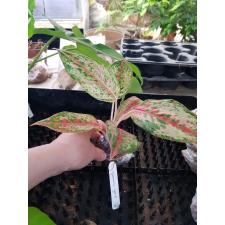 Aglaonema Prakay Ngern (No.2 ) 71