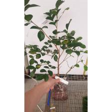 Murraya paniculata 'Snowball' (oval leaf 164
