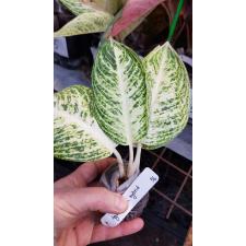 Aglaonema Legacy (white form).56 pot