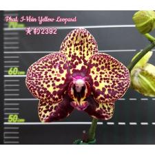 Phal. I-Hsin Yellow Leopard     B21     3,5     mart