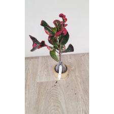 Codiaeum Boh Ploy 591 по 2200р