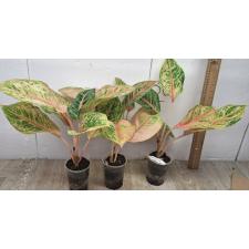 Аглаонема Тигр 3 цвета / Aglaonema Tiger 3 colors A-81