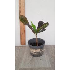 Codiaeum Var. Gr 'mammi' pot уценка