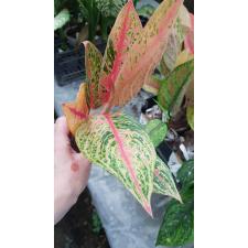 Aglaonema Legacy 37