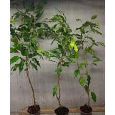 Ficus benjamina ‘Yellow Gold L 