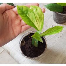 Zamioculcas zamiifolia variegated (big leaf)(yellow var) pot 2