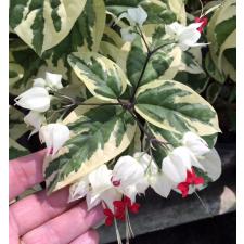 Клеродендрум Томсона, вариегатный / Clerodendron thomsoniae variegata