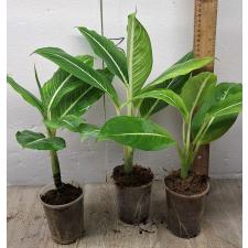 Диеффенбахия Стерлинг / Dieffenbachia Sterling (S)