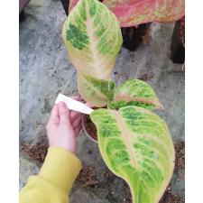 Aglaonema sp Kamlai Thong. pot 900р