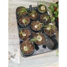 caudex plant 6 cm pot