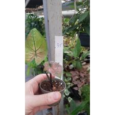 Caladium 35
