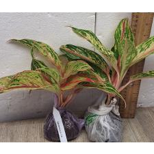 Аглаонема Квак Нам Чок. / Aglaonema Kwak Nam Chok A-118 