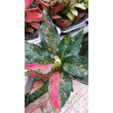 Aglaonema sp red 12 cm pot