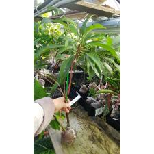 Manilkara zapota 'Narai Thong' (grafted) 492