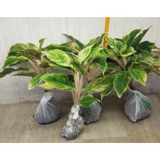 Aglaonema Aurora white A-9