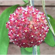 Hoya mindorensis (thick leaf) Red 163