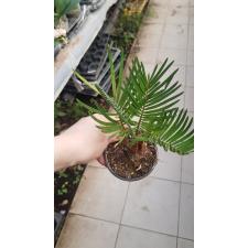 Cycas Revoluta pot