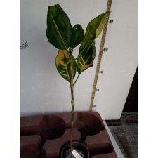 Codiaeum ovalifolium 146