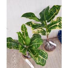 Codiaeum Siam Harmonius (yellow form) 60 - 70