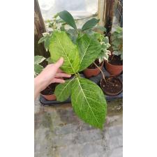 Ficus sp.(T32) Golden variegated 412 pot