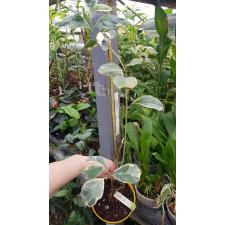 Citrus medica albomarginata 266