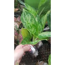 Aglaonema Roong Arun 50