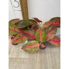 Aglaonema Sub Mongkol A-37