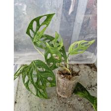 Monstera adansonii variegated (Indonesia) 550р