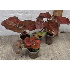 Каладиум сп. С-10 / Caladium sp C-10